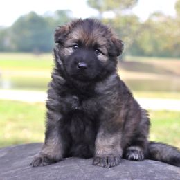 White Collar girl - Sable female German Shepherd puppy in Elkmont, Alabama from Oakmont Shepherds