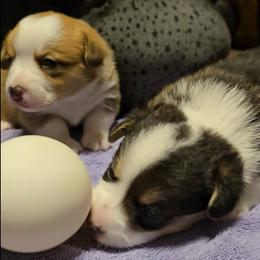 Pembroke Welsh Corgi puppies from Larile Farm