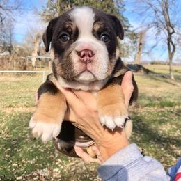Bulldog and French Bulldog Puppies from Diamond In The Ruff Bulldogs