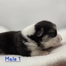 Party Popper - Black and tan male Pembroke Welsh Corgi puppy in Powhatan, Virginia from Ranch Hand Corgis