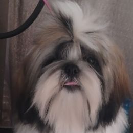 Apollo - Gold and white male Shih Tzu puppy in Doña Ana County, New Mexico from White Sands Shih Tzu's