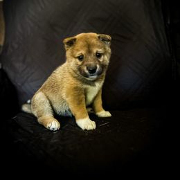 Atreus - Sesame male Shiba Inu puppy in Ewing Township, New Jersey from NJ Shiba Baby
