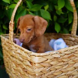 Copper - Dapple female Dachshund puppy in Temecula, California from Naomi Magee's Dachshund Kennel