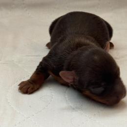 Puppy 4 - Chocolate and tan female Yorkshire Terrier puppy in Elizabeth, Indiana from Dwayne’s Yorkshire Terriers