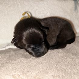 Yellow Collar - Mahogany male Belgian Malinois puppy in Trenton, Georgia from Laeknir K9