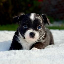 Ace 4000 - Black and white female Chihuahua puppy in Forsyth, Georgia from Brooks Grove Canines LLC