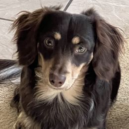 Brodie - Dachshund