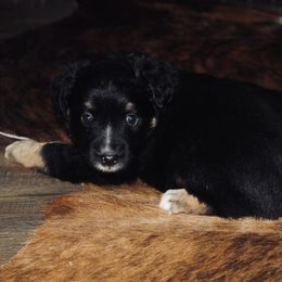 Miniature Australian Shepherd All Grown Up from Diamond Arrow Aussies