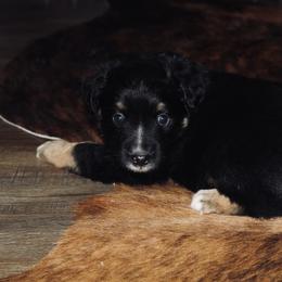 Miniature Australian Shepherd All Grown Up from Diamond Arrow Aussies