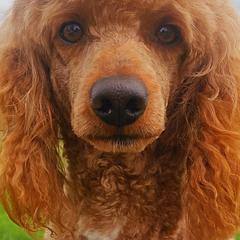 Cavalier King Charles Spaniels from Puppyloversplace