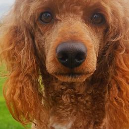 Cavalier King Charles Spaniels from Puppyloversplace