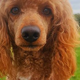 Cavalier King Charles Spaniels from Puppyloversplace