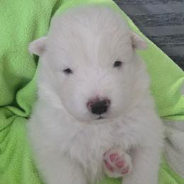 Lime boy - White and biscuit male Samoyed puppy in Elwell, Michigan from Limelight Samoyeds