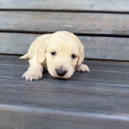 Riddler - Cream male Dachshund puppy in South Willard, Utah from Doxies in the Sun