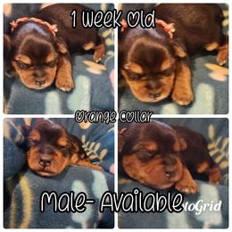 Yorkshire Terrier Puppies from Hip Hoppin Yorkies