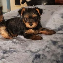 Girl 2 - Black and tan female Yorkshire Terrier puppy in Madison, North Carolina from Angie's Yorkies