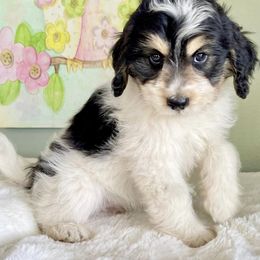 Aussiedoodle, Australian Shepherd, and Miniature Australian Shepherd Puppies from Bline's Awesome Aussies CA