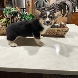 Cledus - Black and tan male Pembroke Welsh Corgi puppy in Canton, Texas from Circle M Corgis
