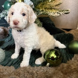 Grey - Parti male Poodle puppy in Vidor, Texas from East Bunch Poodles