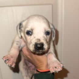 Noelle - White and black female Dalmatian puppy in Bremen, Georgia from Clark’s Dalmatians