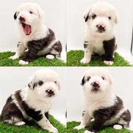 Blue Merle male - Blue merle male Miniature Australian Shepherd puppy in Brooker, Florida from Honey, I Shrunk the Aussies