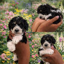 Bastien - Brindle male Poodle puppy in Corona, California from Garden Of Poodles