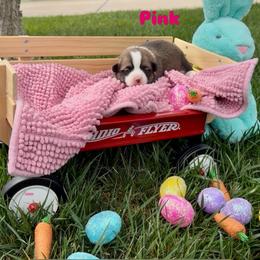 Pink collar - Sable female Pembroke Welsh Corgi puppy in Wheatland, California from Emerald Corgis