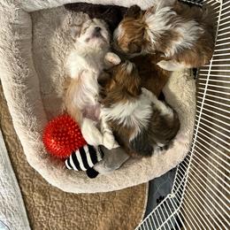 Morkie puppies from Hummingbird Fields