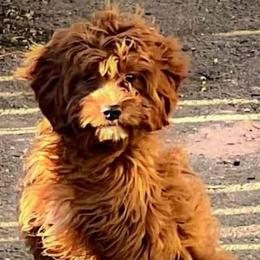 Ms Petunia - Red female Cavapoo puppy in Maple Grove, Minnesota from Honey Bit Kennels