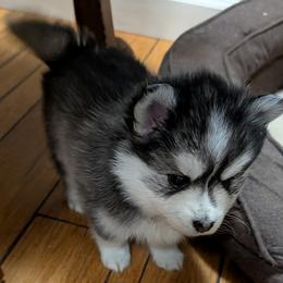Joe - Black and white male Pomsky puppy in Charlotte, Michigan from Moore Pomskies