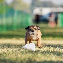 Border Terrier All Grown Up from Wendi Donaldson