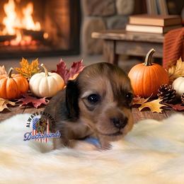 Atlas - Cream male Dachshund puppy in Waverly, Ohio from Always Faithful Dachshunds