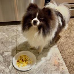 Pomeranian Puppies from "Prissy Pups"