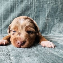 Mufasa - Red merle male Miniature Australian Shepherd puppy in Windsor, Colorado from 392 Farms