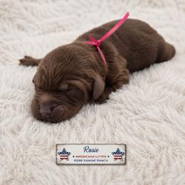 Rosie - Red  female Goldendoodle puppy in Ashton, Idaho from Kerr Kanine Ranch