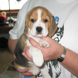 Beagle Puppies from Alpenglow Beagles