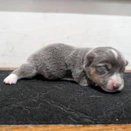 Puddles - Blue male Pembroke Welsh Corgi puppy in Brandon, Mississippi from Jenny May’s Corgis