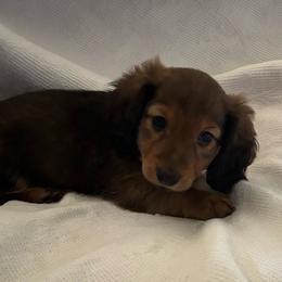 Boy 1 - Cream male Dachshund puppy in Alabaster, Alabama from Doxies of Olympus