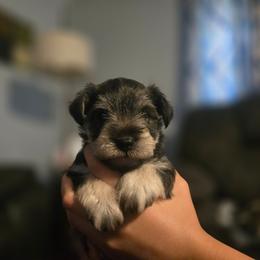 Revere - Salt and pepper male Miniature Schnauzer puppy in Dozier, Alabama from The Bearded Lady Miniature Schnauzers