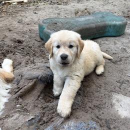 Cupid Puddle - Light golden male Golden Retriever puppy in Gainesville, Florida from Heart and Soul Dog Breeding, Inc.