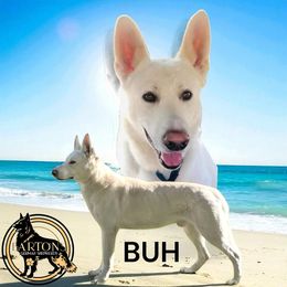 Boo 👻 - German Shepherd