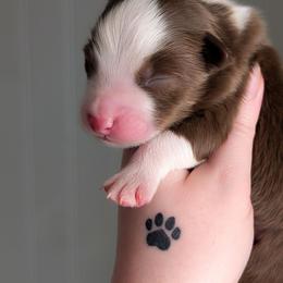 Harbor - Red tri-color male Australian Shepherd puppy in Georgetown, Texas from River Reign Australian Shepherds