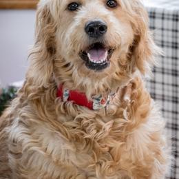 Aurelia - Goldendoodle