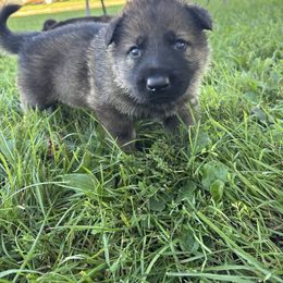 Charlie - Sable male German Shepherd puppy in Humboldt, Iowa from Carlson Hill Farm