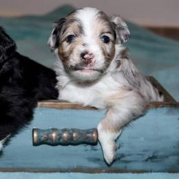 Aussiedoodles and Toy Australian Shepherds from Whiskey River Aussies & Doodles