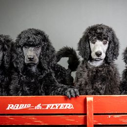 Poodles from Cascadia Standard Poodles