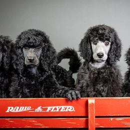 Poodles from Cascadia Standard Poodles