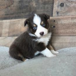 Heath - Red tri male Toy Australian Shepherd puppy in Killen, Alabama from Wilkers Wholehearted Mini Aussies