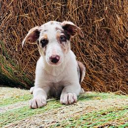 Boy 3 - red merle tri - Red merle male Border Collie puppy in Minden, Iowa from Rocking N Registered Border Collies & Labradors
