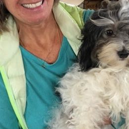 Havanese and Havapoos from MCCD